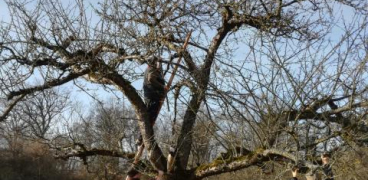 Obstbaumschnittunterweisung am 5. Februar 2022, 14 Uhr, am Waldfriedhof Illingen